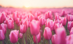 Tulips in field landscape photography
